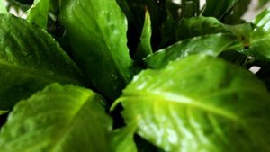 Спатифиллум или Женское счастье пересадка и уход в домашних условиях