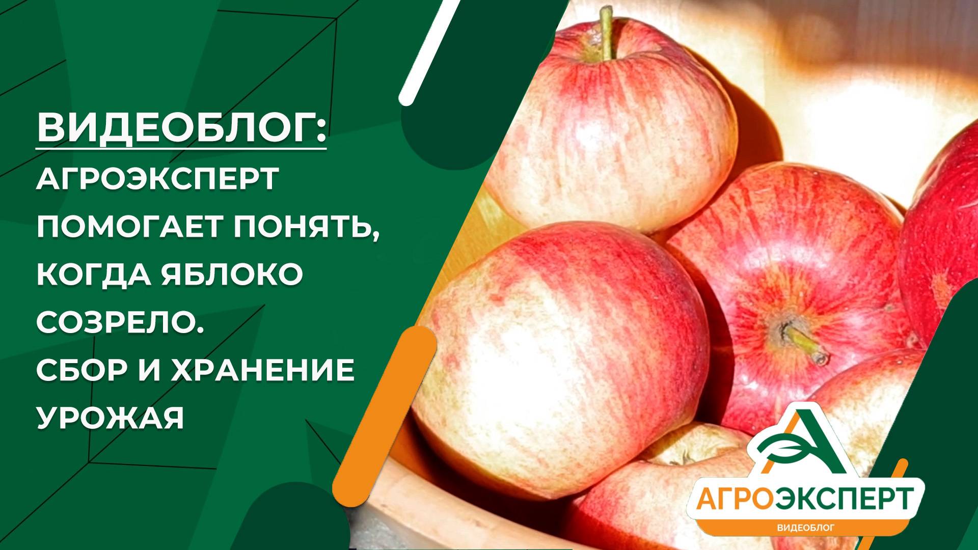 Агроэскперт помогает понять, когда яблоко созрело. Сбор и хранение урожая