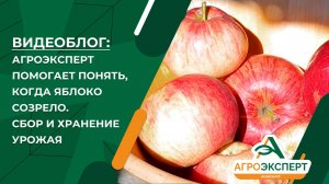 Агроэскперт помогает понять, когда яблоко созрело. Сбор и хранение урожая