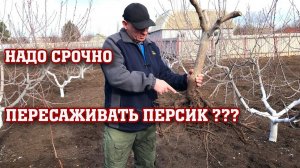 Надо СРОЧНО пересаживать ПЕРСИК？？？ (1)