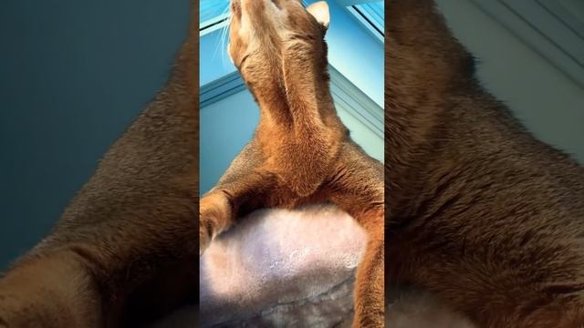 ПРИВЕТ!!☺️✨❤️ #catlover #умныйкот #cat #smartcat #кот #умныекоты #cute