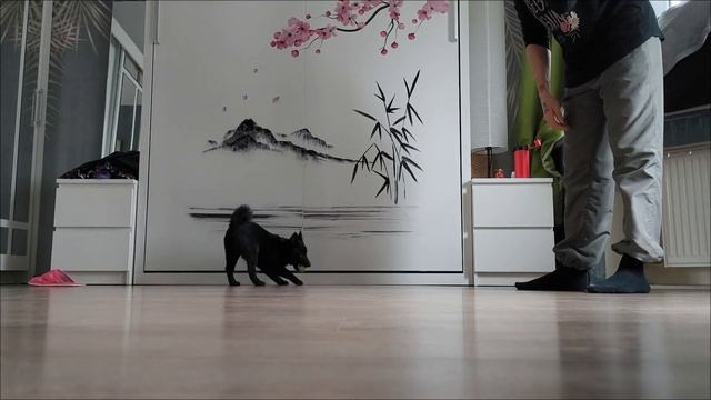 Продаются щенки шипперке девочки др 05.12.2023г смотреть онлайн