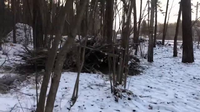 Осмотр работ. Готовимся к мульчированию. Расчистка леса. Расчистка территории. Мульчирование веток .