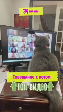 Совещание с котом