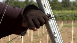 Использование  Gripple Plus для натяжения агрошпалеры полиэстеровой (schetelig.com.ua)