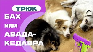 трюк УМРИ, команда БАХ, трюк АВАДАКЕДАВРА