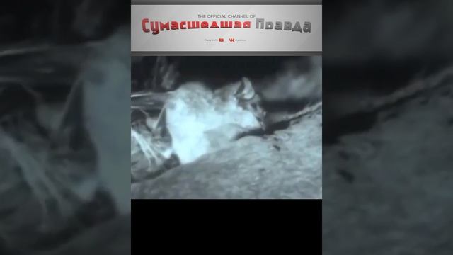 ЧТО БУДЕТ ЕСЛИ ЧЕЛОВЕКА УКУСИТ ЛЕТУЧАЯ МЫШЬ ?