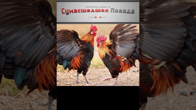 Зачем петух орёт, как резаный,  в 5 часов утра каждый день ?