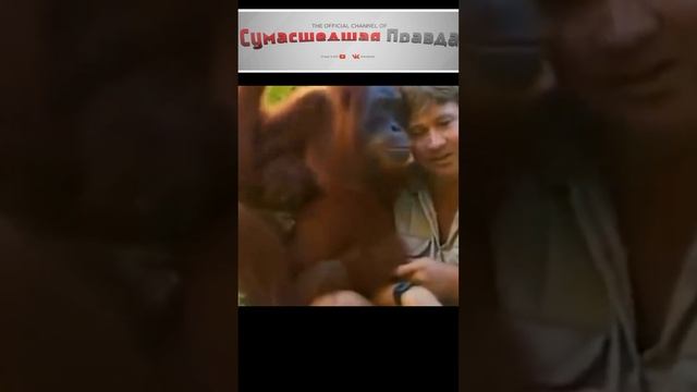 Топ 10 самых умных животных 1 место#животные#умные#топ 10#1 место#интересно#познавательно#невероятно