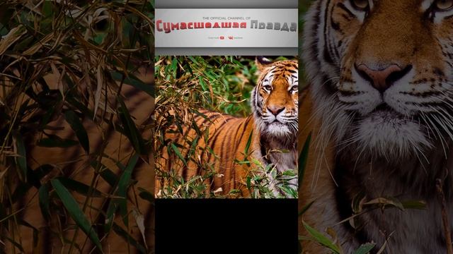 ПОЧЕМУ ТИГРЫ ПОЛОСАТЫЕ? А Я ЗНАЮ!