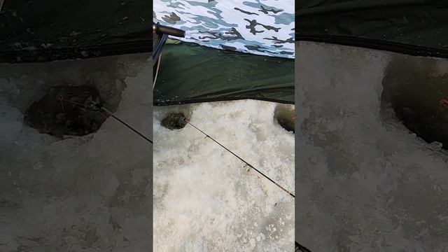 Рыбалка на Волге на Берша в -25