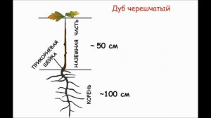 Акция "Зеленая Дубрава". Инструкция по посадке дуба