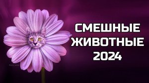 Смешные животные 2024 - попробуй не засмеяться! (№90) котики, собаки