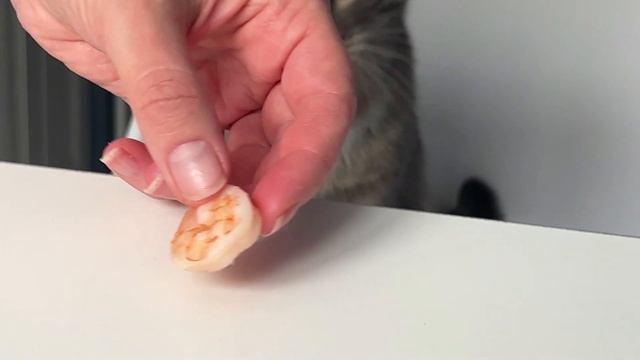 Креветочник. Заселение креветок красный кристалл (19.02.2024). смотреть онлайн