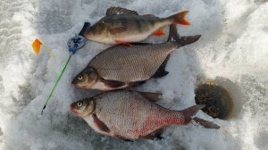 КРУПНЫЙ ЛЕЩ НА ЧЁРТИК. МНОГО ПОКЛЁВОК !!!!