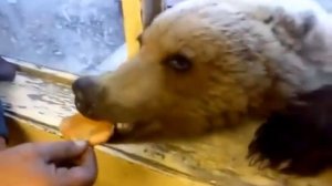 Russian man feeding a bear through his window