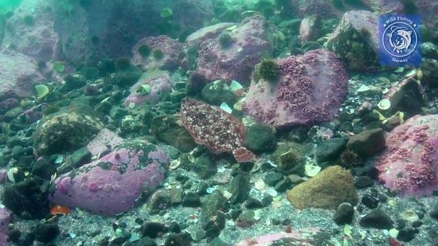 Норвегия. Подводный мир.