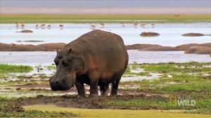 ЧТО ЕСТ БЕГЕМОТ ? ИНТЕРЕСНЫЕ ФАКТЫ О БЕГЕМОТАХ!