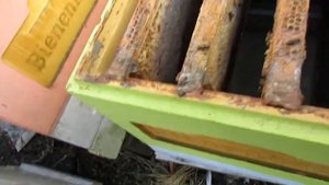 улей ППУ Медведь - результат зимовки пчел, весенняя ревизия, какие выявились засады