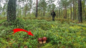 БОРОВИКИ ПОШЛИ! СОСНОВЫЕ БЕЛЫЕ ГРИБЫ В ПРЕКРАСНОМ БОРУ | ГРИБНИКИ СЧАСТЛИВЫ | ГРИБЫ 2022