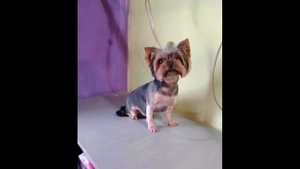 Груминг йоркширского терьера