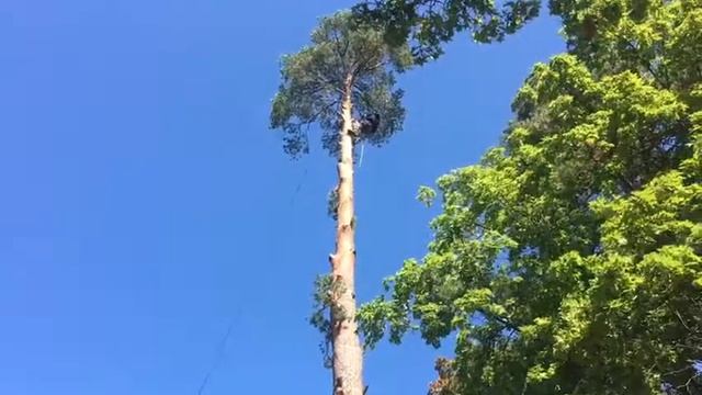 Удаление дерева Раменское и Раменский район