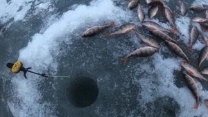 Зимняя рыбалка на окуня. Первый лёд. Зимняя рыбалка 2024. Ловля окуня зимой.