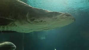 Москвариум.