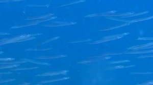 СТАВРИДКА. О чем молчат рыбы 20