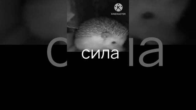 ново