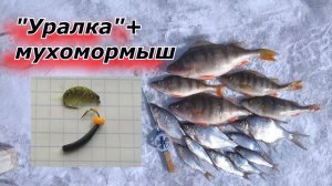 Весенняя ловля на Уралку и мухомормыш.