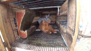 Вот это находка в заброшенной клетке