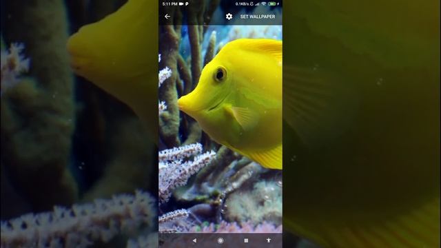 coral fish live wallpaper