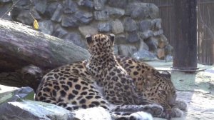 Леопард Хиллари со своей малышкой. 13.10.2024