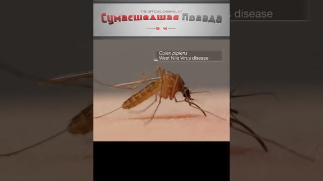 Топ 5 опасных насекомых. Комар.