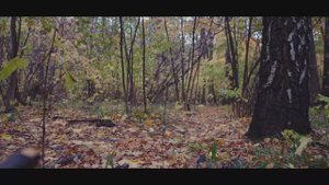 Осенний лес Autumn Forest Relax 1080p Sony A7CII SLog3 Kit Lens