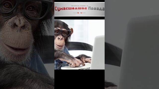 Топ 10 самых умных животных 3 место#животные#умные#топ 10#шимпанзе#интересно#познавательно#да ладно