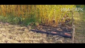 ИВА-ПАРК. УЧИМСЯ НА ОШИБКАХ.