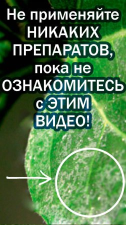 Биолипостим экономит до 50 % препаратов в огороде и в саду