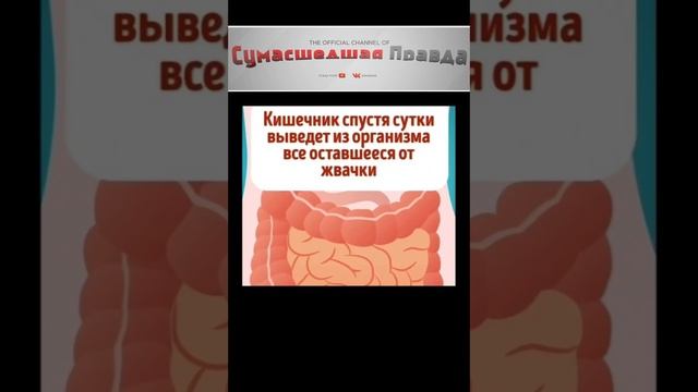 Что будет если проглотить жвачку? #жвачка#что будет если#проглотить#юмор