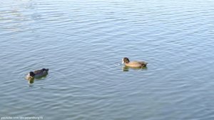 Купчинские карьеры - искусственные водоёмы на юге Санкт-Петербурга