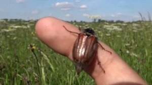 Майский жук: что вытворяет этот жук, пока никто не видит?