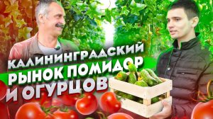 Почему Теплицу в России строят Голландцы?😳Как Захватить КАЛИНИНГРАДСКИЙ рынок Помидор и Огурцов?