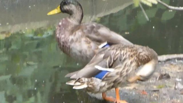 Honey and Ritz together смотреть онлайн