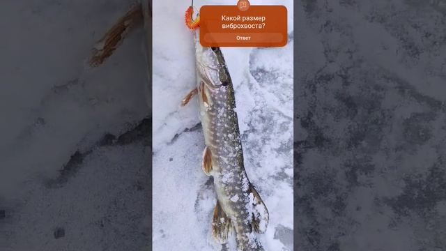 Первая щука в 2024 году 8 Марта
