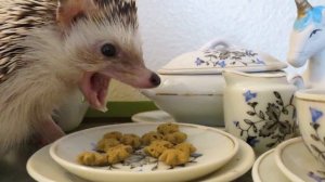 Ежики носят яблоки и грибы на спине?