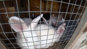 Содержание кроликов в домашних условиях