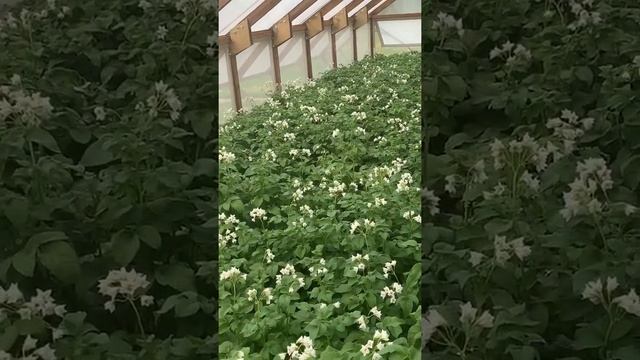 Листовая подкормка растений картофеля собственных сортов, выращиваемых на гидропонных установках