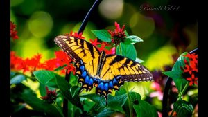 ABBA _ "I Wonder" + Lyrics HD