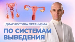 Диагностика организма по системам выведения. ПОЛОВАЯ СИСТЕМА. ЧАСТЬ 11